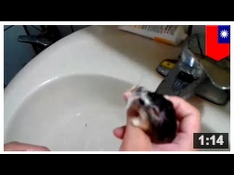 CRUAUTÉ ENVERS LES ANIMAUX: Les hamsters savent nager mais ils n’aiment pas ça