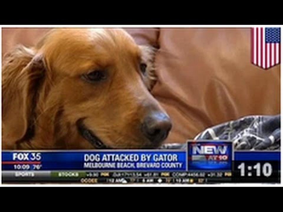 CHIEN vs ALLIGATOR: Un homme sauve son chien des mâchoires d’un alligator