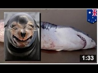 Un requin blanc avec des yeux plus gros que son ventre s'est étouffé sur une plage