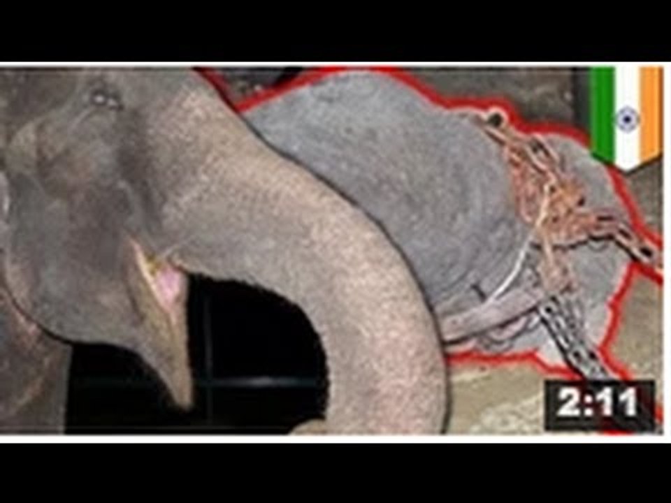 Un éléphant pleure après avoir été sauvé de 50 ans de sévices par de mauvais maîtres