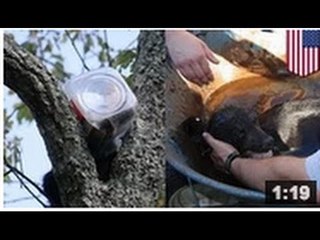 Un ourson se retrouve haut perché avec une jarre coincée sur la tête