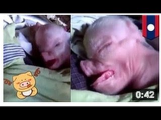 INOUÏ: Une créature mi-truie, mi-humaine a été découverte. Mais quelle est cette chose?