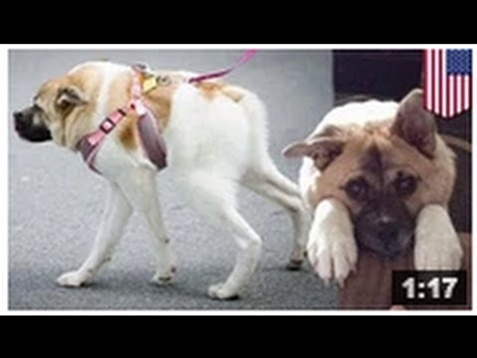 MUTANT: Un chien mi-cochon mi-chien étonne beaucoup de gens