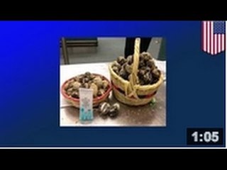 Un guatémaltèque a été arrêté dans un aéroport avec 1 kg de cocaïne dans des boites à biscuits