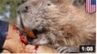 RETOUR AUX SOURCES: Un castor tente de tuer un kayakiste