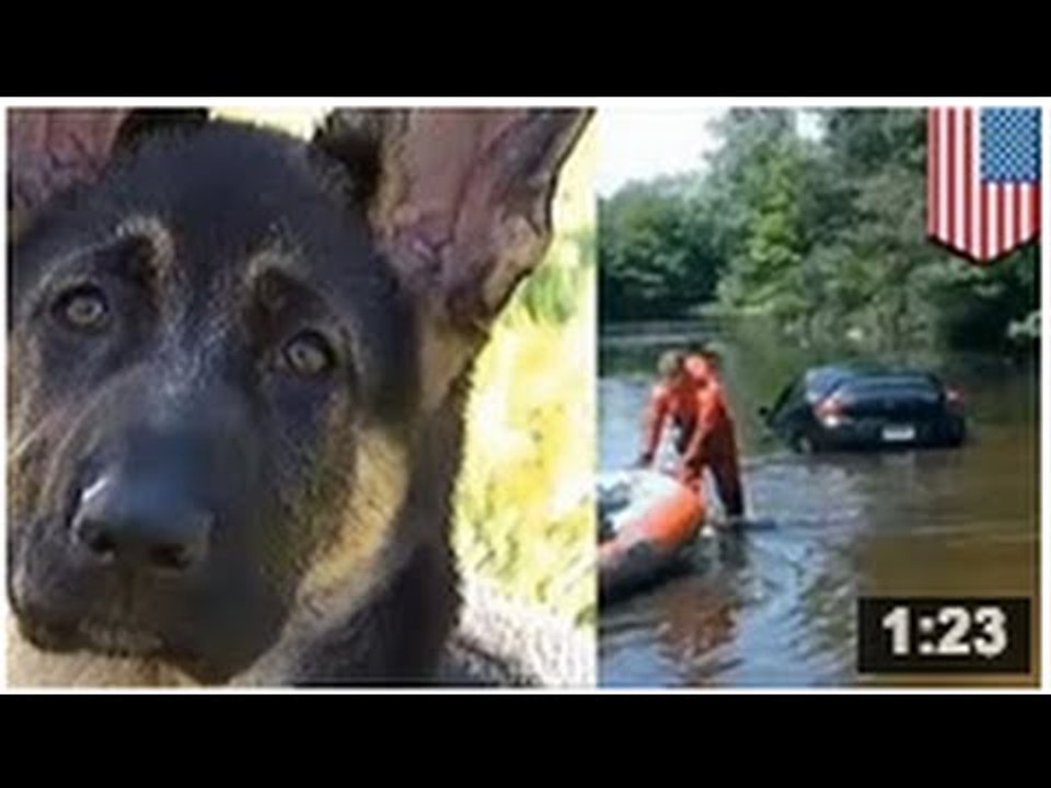 PHOTOS: Un chiot passe son permis « A » mais échoue lamentablement