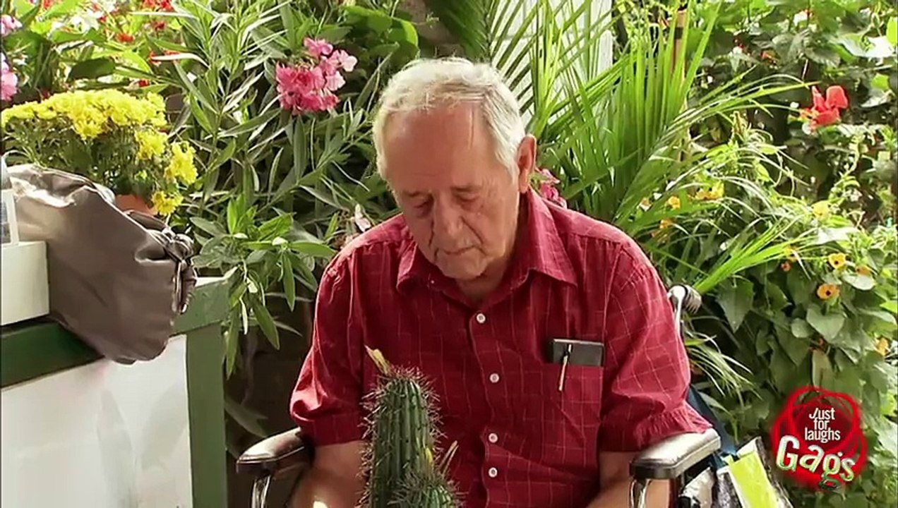 Old Man Cactus TO THE FACE