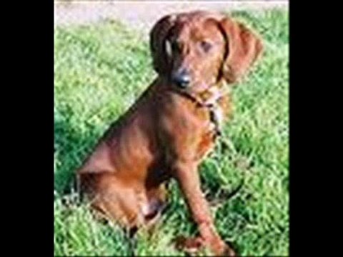 Where the red fern grows: slipped away