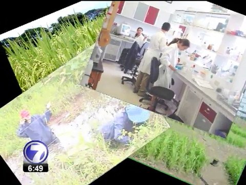 ¿A qué se debe tanta oposición a los cultivos transgénicos?