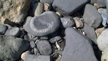 Charmouth & Lyme Regis / Collecting Fossils at the Jurassic coast / Dorset UK / Ammonites