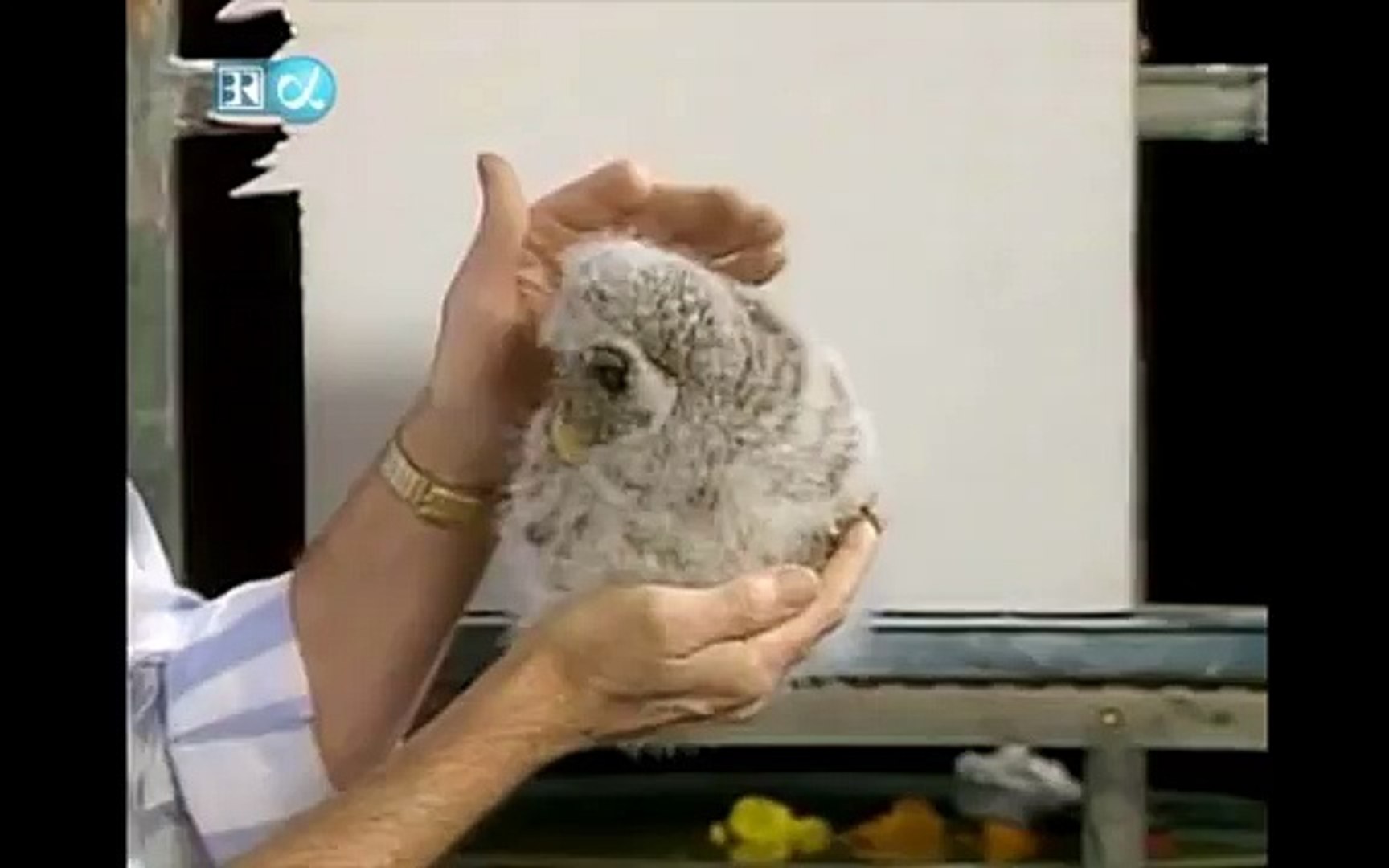 Bob Ross & baby owl