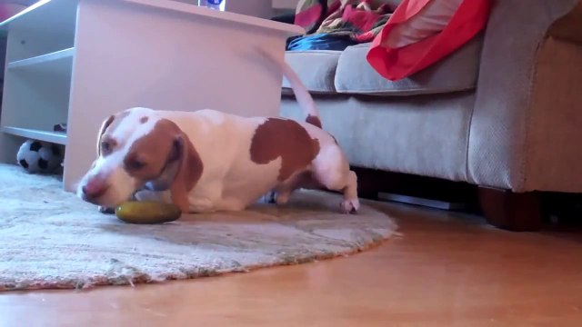 The Ultimate Dog Shaming : Cute Dog Maymo