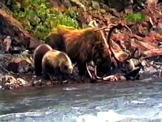 Grizzly Battle