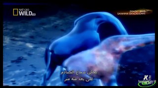 HD720p (فيلم وثائقي نادي قتال الحيوانات 3 :القتال في سهول (سافانا