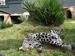 Lovable Jaguar Plays in the Grass