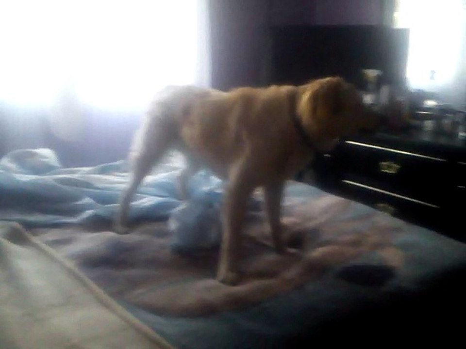 perrito desastroso ' muy lindo ' ;]