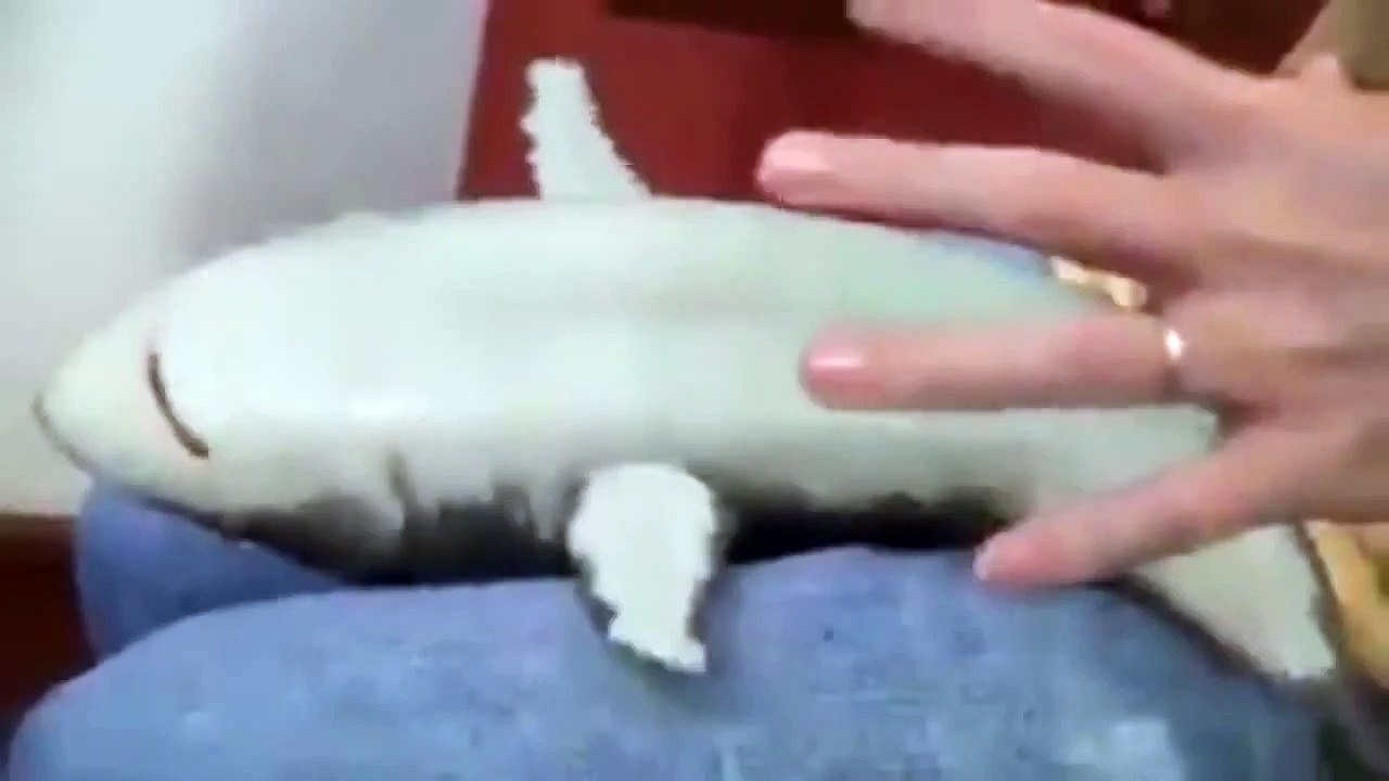 Tickle A Baby Shark Funny Animals
