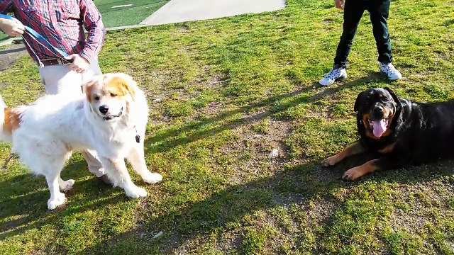 Great Pyrenees VS Gladiator Rottweiler! 140 lbs VS 160
