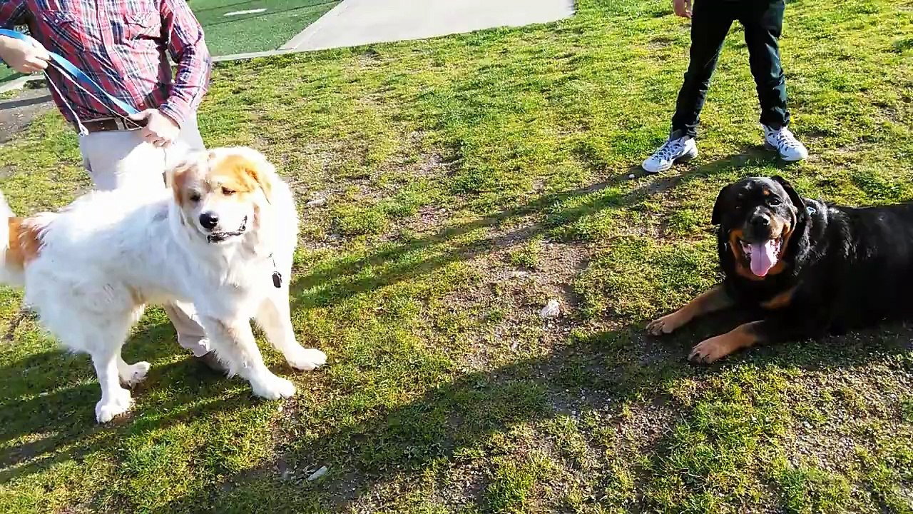 Great Pyrenees VS Gladiator Rottweiler! 140 lbs VS 160