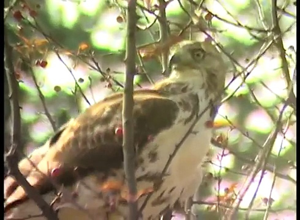 Falconry