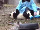 Giant Panda Kindergarten - young Panda at play