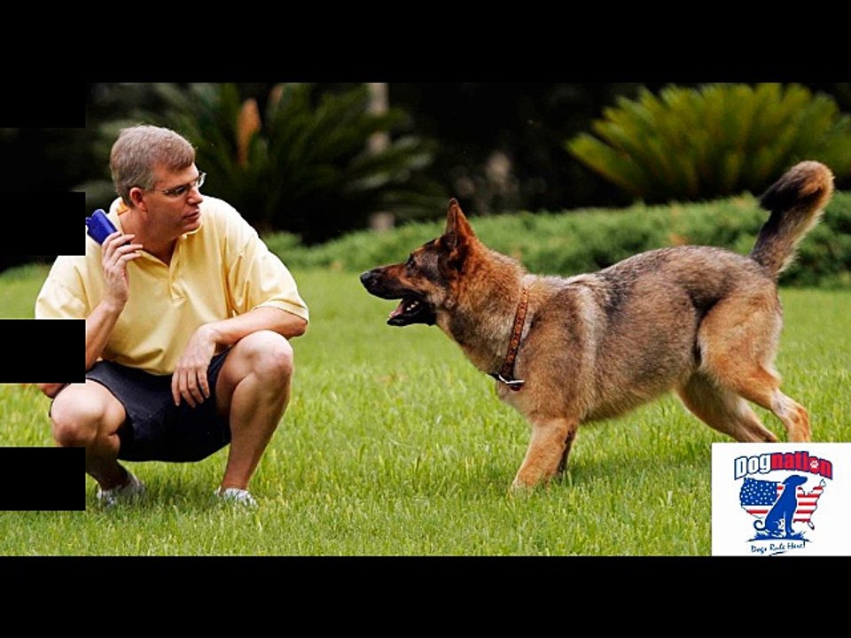 Get The Top Quality Of Dog Raw Food - Dognation.net