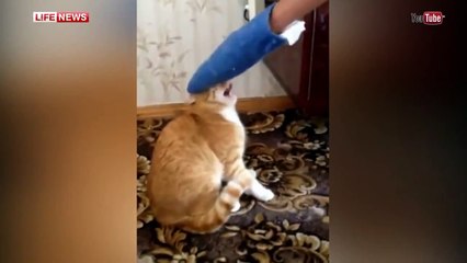 Кот мститель загнал хозяина на балкон / Cat Gets Revenge