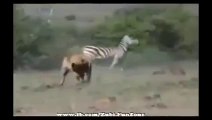 Lion Gets Treatment from Zebra | justpak.com