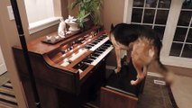 Rescue dog loves to play the piano : so cute!