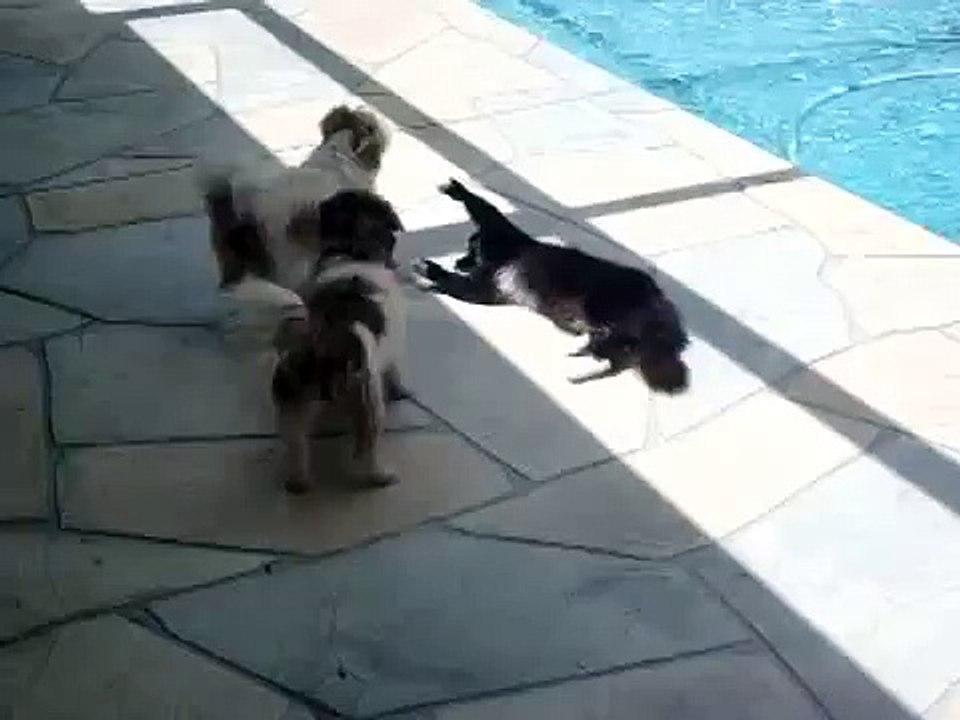 Chat VS chien au bord d'une piscine : méfiez-vous du chat qui dort!