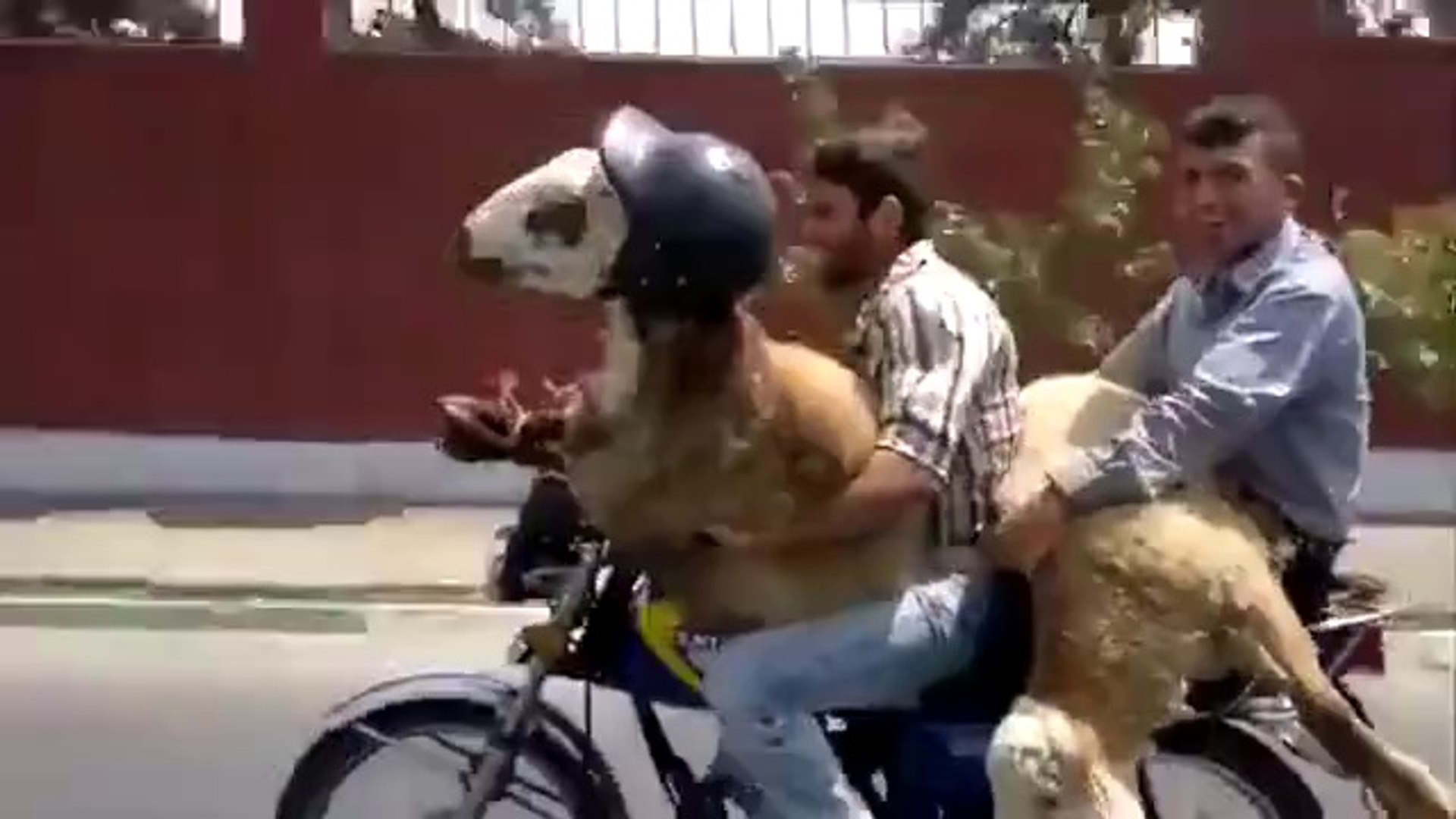 Goat Riding A Motorcycle