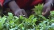 Rwanda: Reviving Tea Industry