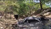 Daring Komodo Dragons Hunt Buffalo!!!