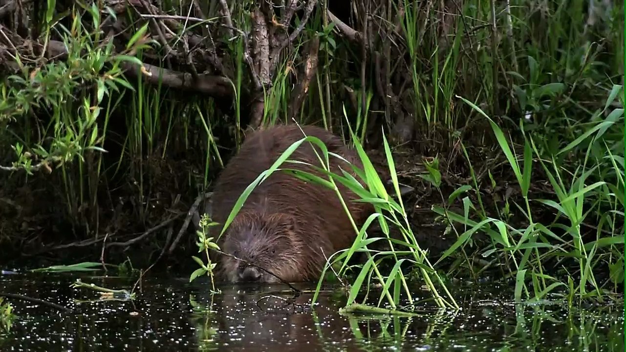 Expeditionen ins Tierreich - Das Havelland: Europäischer Biber