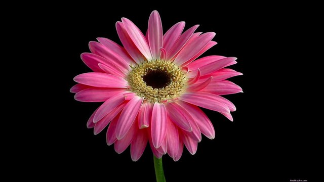 Die Flippers - Der Hit auf Hit - Party Mix 2