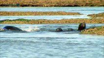 Killer Whale Beaches Itself to Attack Sea Lion