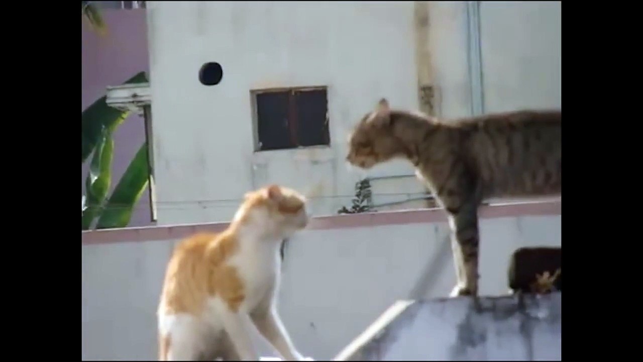 Les gros mots des chats