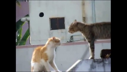 Les gros mots des chats