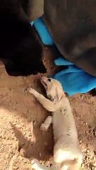 Un fennec et un chat noir meilleurs amis du monde!!