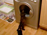 My cats discovering the washing machine...