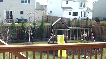 Un cerf piégé dans un jardin saute les clotures de 2m...