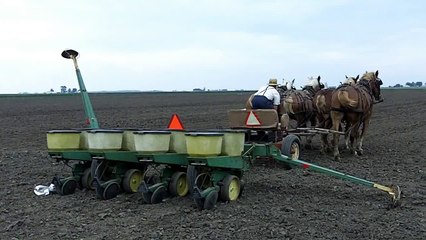 Amish Farmer Planting Corn