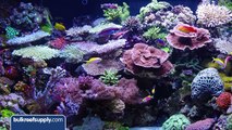 Will Red Sea Reef Energy Help Corals Grow?: BRStv Product Spotlight