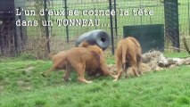 La drôle de tête d'un lion prisonnier d'un tonneau