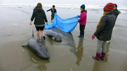 More than 130 dolphins beach in Japan