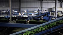 A lot of vegies from a little water: Recycling hydroponic 'waste water' on field crops
