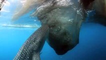 Whale shark sucks fish out of hole in fishing net | Shark Week - Conservation International (CI)