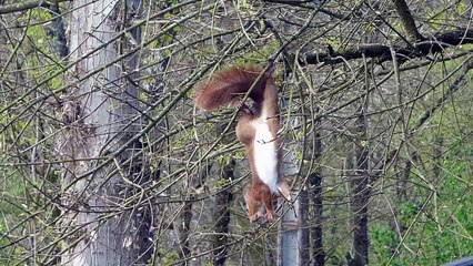 Ecureuil mangeant les bourgeons