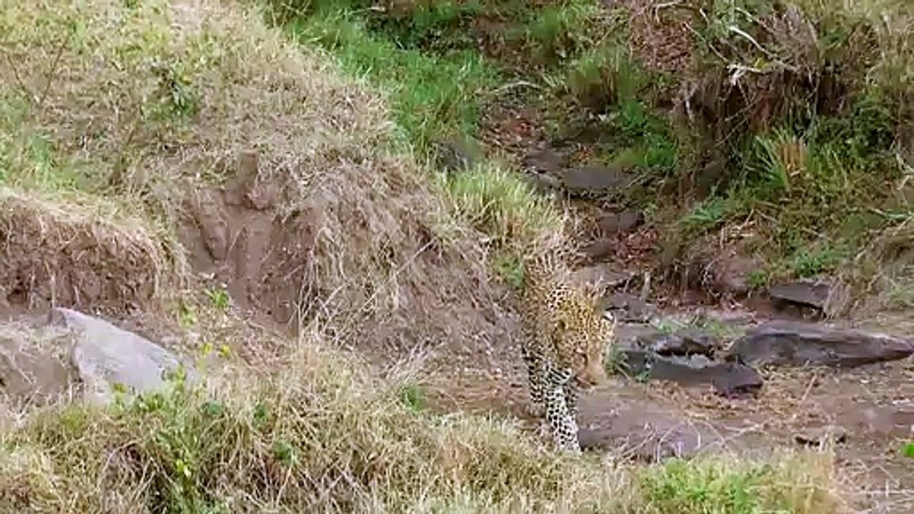 Dunya News - Leopard attacks Wildebeest