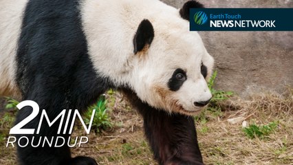 Panda parties, the Brontosaurus is back & a shark-eating bobcat